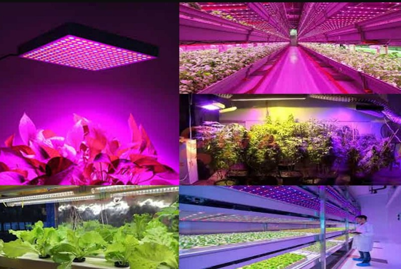 Top 10 loại đèn trông cây năng lượng mặt trời tốt nhất hiện nay